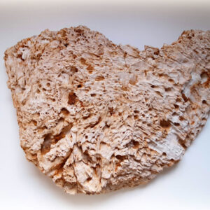 Versteend hout 11