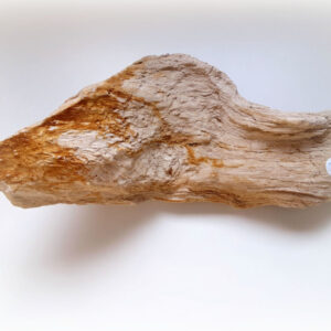 Versteend hout 12