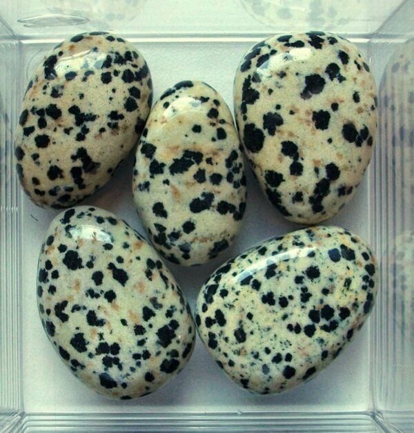 Jaspis Dalmatiër