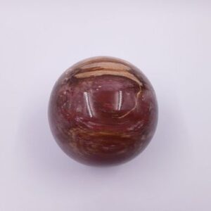 Versteend hout 03