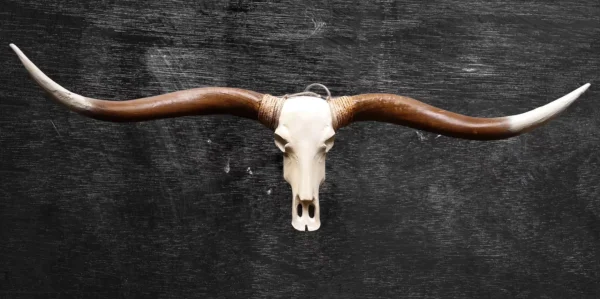 Longhorn schedel