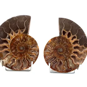 Ammoniet 02
