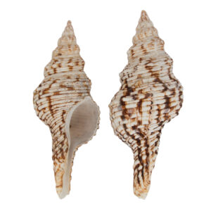 Fusinus Nicobaricus