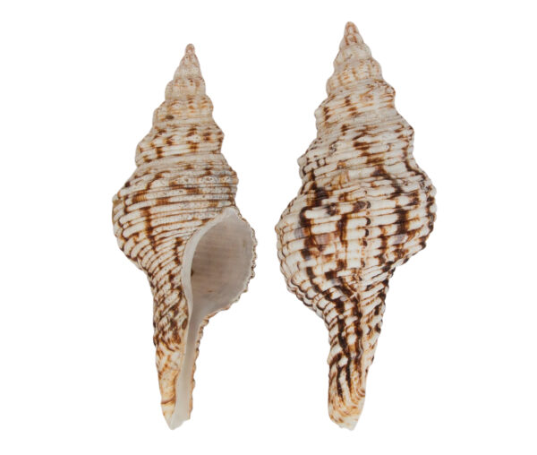Fusinus Nicobaricus