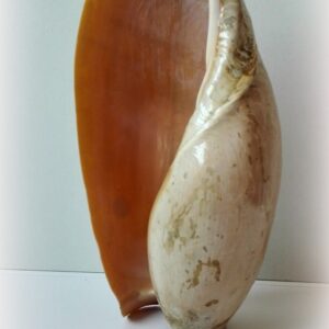 Cymbium glans