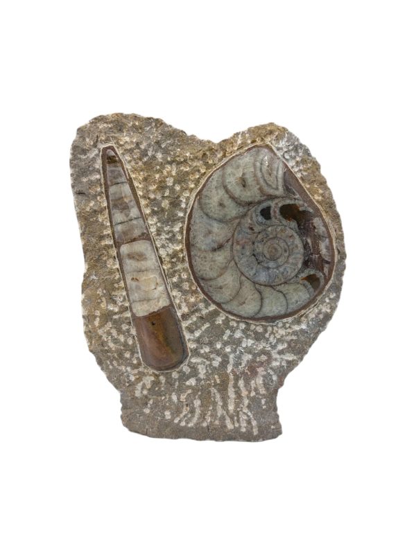 Fossiel sculptuur 01